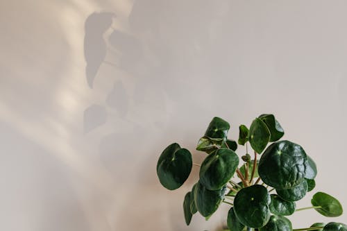 Free Green leaves of plant against white wall Stock Photo